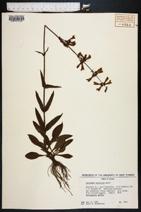 Penstemon australis image