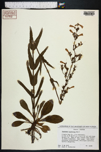 Penstemon australis image