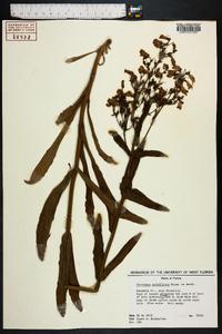 Penstemon multiflorus image