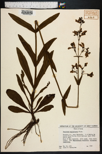 Penstemon multiflorus image