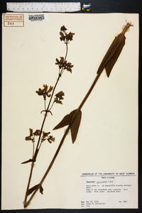 Penstemon multiflorus image