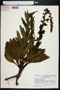 Verbascum virgatum image