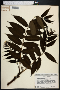 Ailanthus altissima image