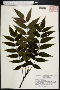 Ailanthus altissima image