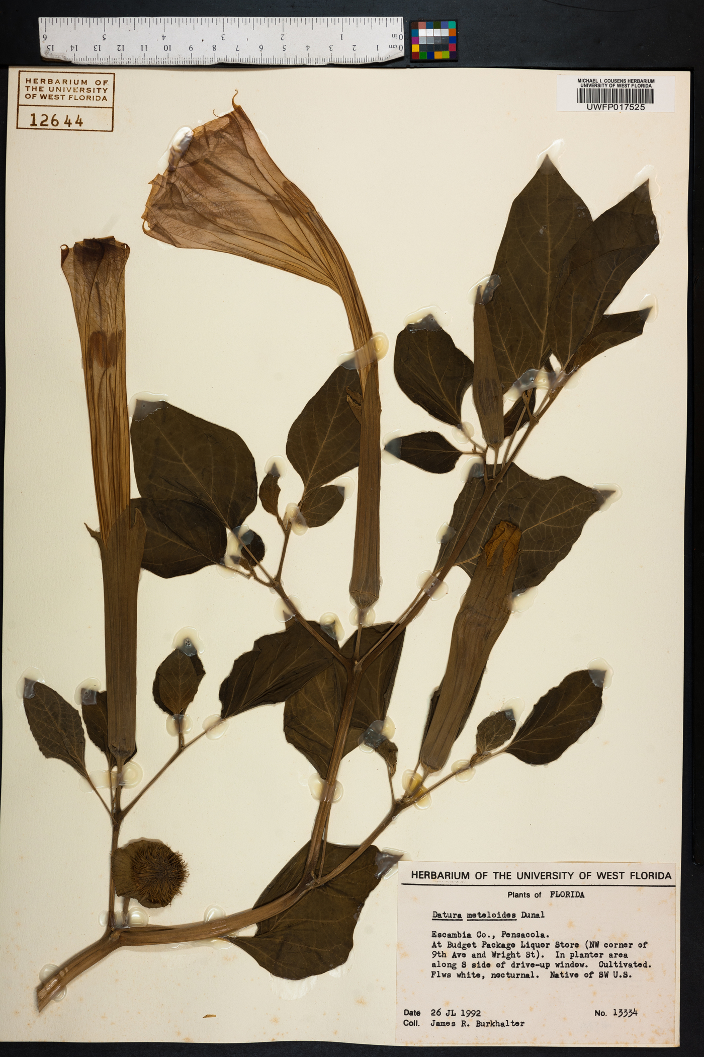 Datura meteloides image