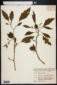 Datura stramonium image