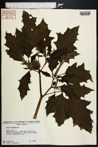 Datura stramonium image