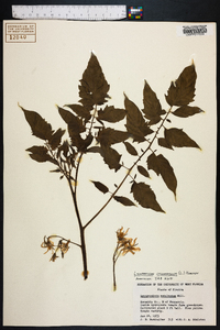 Solanum lycopersicum image