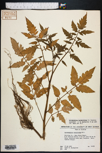 Solanum lycopersicum image