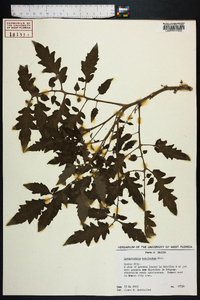 Solanum lycopersicum image