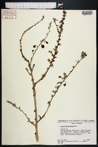 Lycium carolinianum image