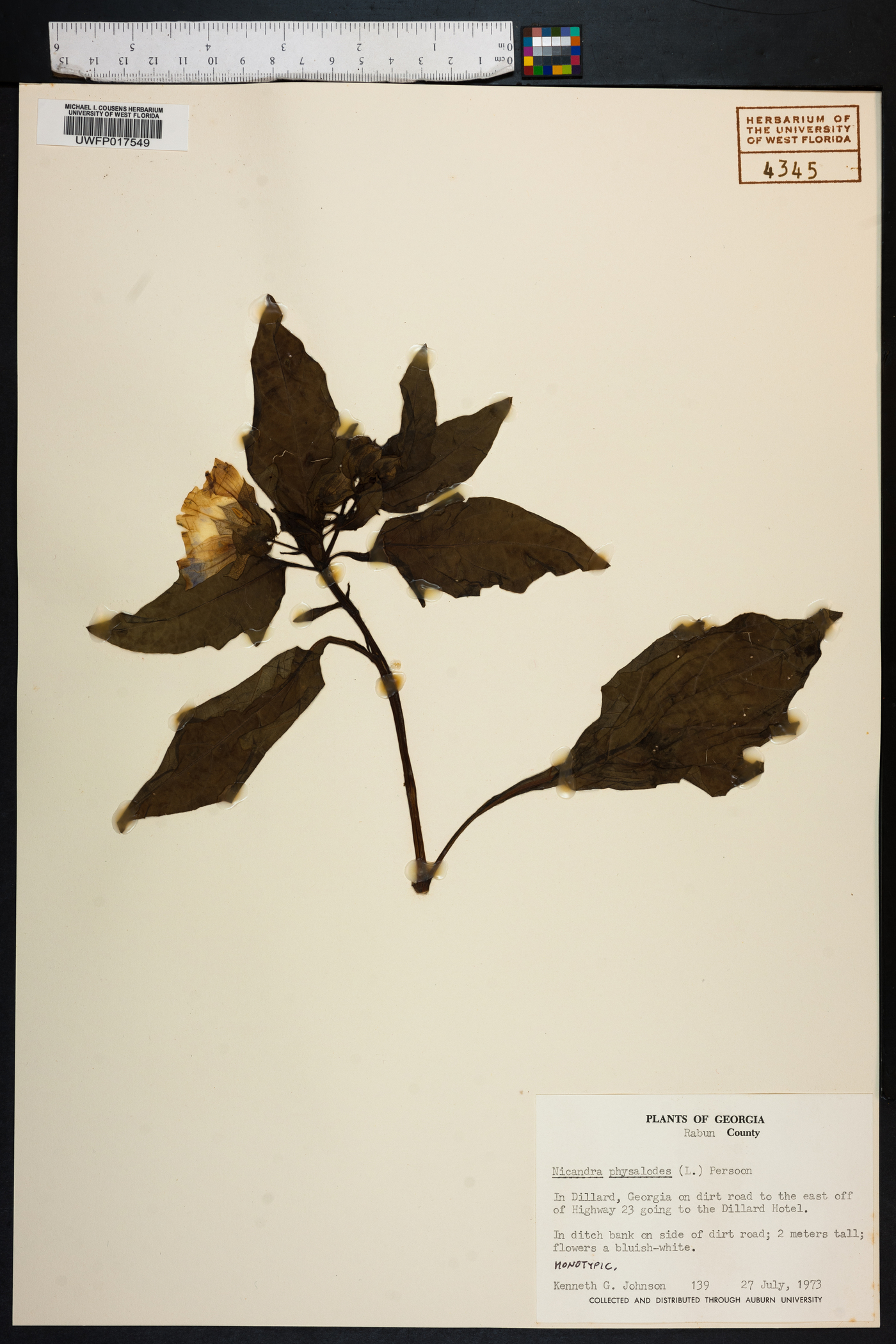 Nicandra physalodes image