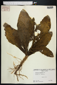 Nicotiana longiflora image