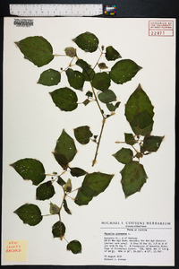 Physalis pubescens image