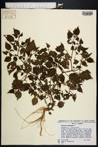 Physalis pubescens image