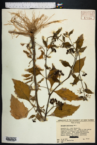 Solanum americanum image