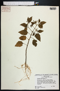 Solanum americanum image