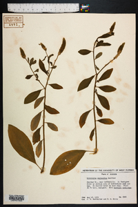 Sphenoclea zeylanica image