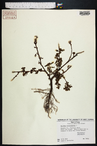 Melochia corchorifolia image