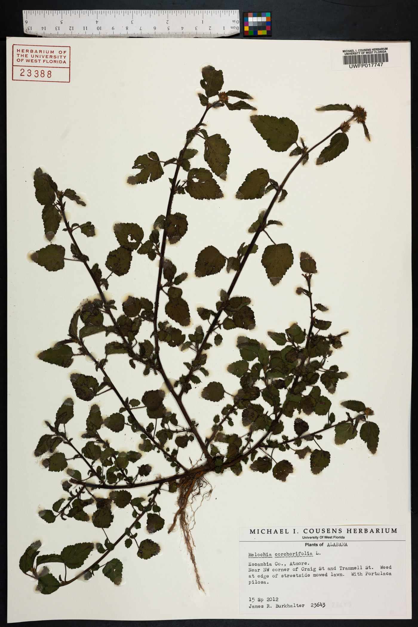 Melochia corchorifolia image