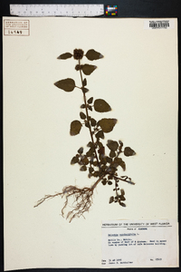 Melochia corchorifolia image