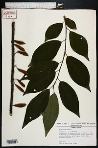 Halesia carolina image