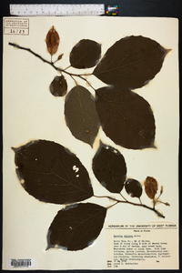 Halesia diptera image