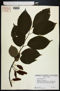 Halesia diptera image