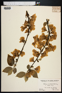 Halesia carolina image