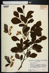 Styrax americanus image