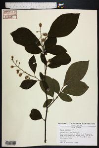 Styrax americanus image