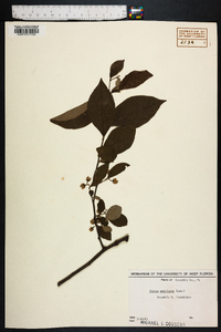 Styrax americanus image