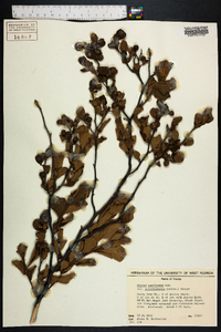 Styrax americanus image