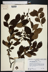 Styrax americanus image