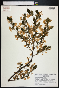 Styrax americanus image