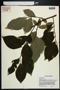 Styrax grandifolius image