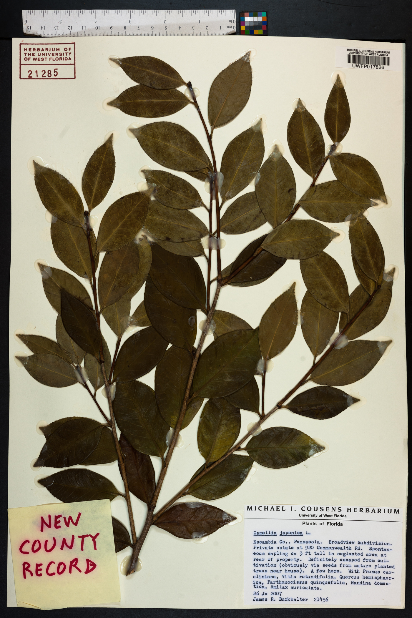 Camellia japonica image