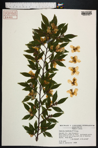 Image of Camellia buxifolia