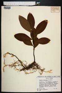 Gordonia lasianthus image