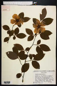 Stewartia malacodendron image