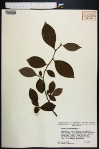 Stewartia malacodendron image