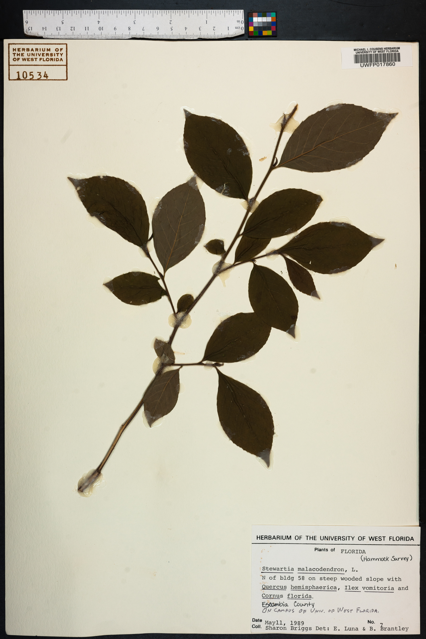 Stewartia malacodendron image