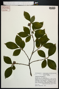 Stewartia malacodendron image