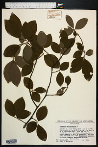 Stewartia malacodendron image