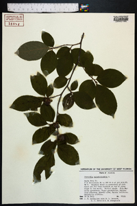 Stewartia malacodendron image