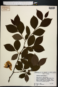 Stewartia malacodendron image