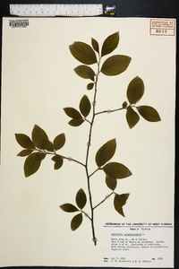 Stewartia malacodendron image