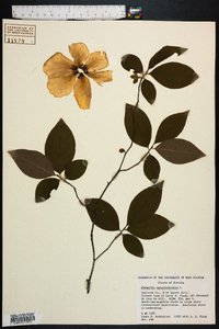 Stewartia malacodendron image