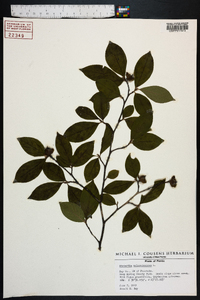 Stewartia malacodendron image