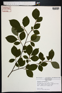 Stewartia malacodendron image